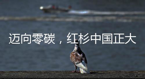 迈向零碳,红杉中国正大举加速碳中和布局!